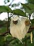 Davidia involucrata bluete